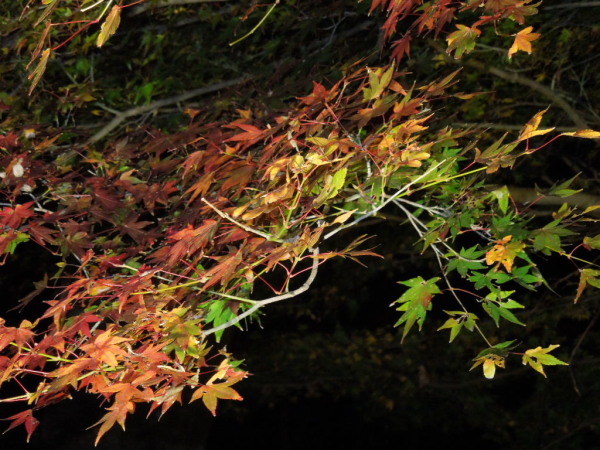 DRyoru18