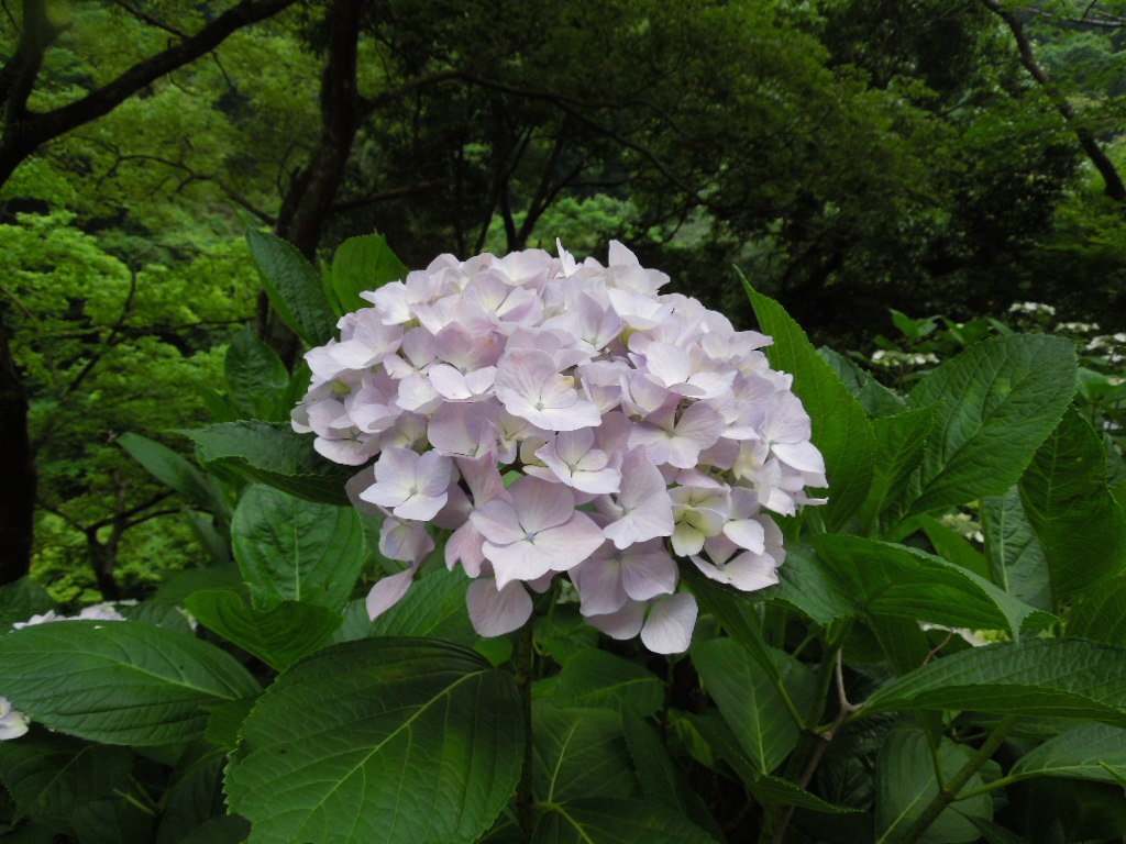 見帰り滝7029