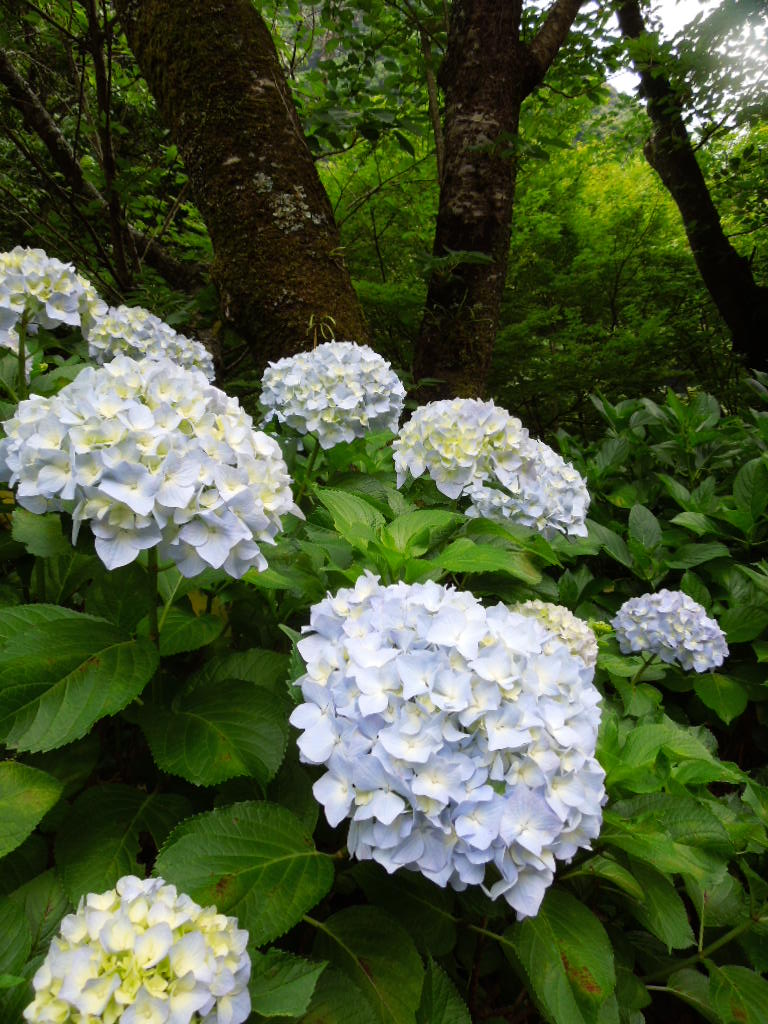 見帰り滝7032