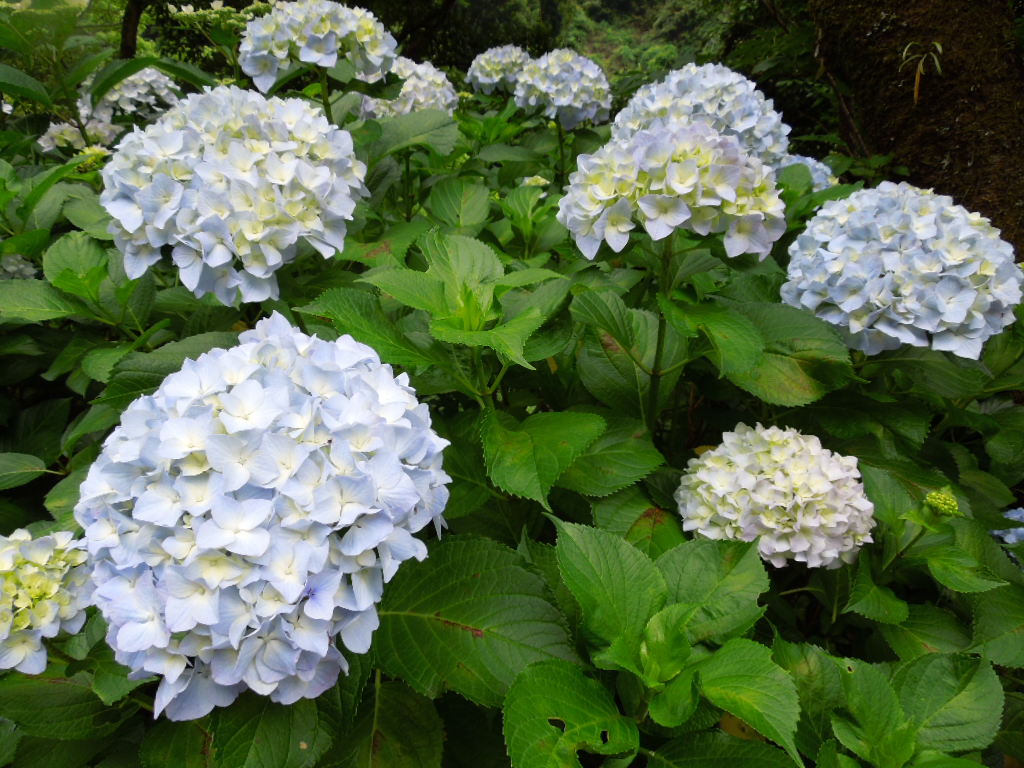 見帰り滝7033