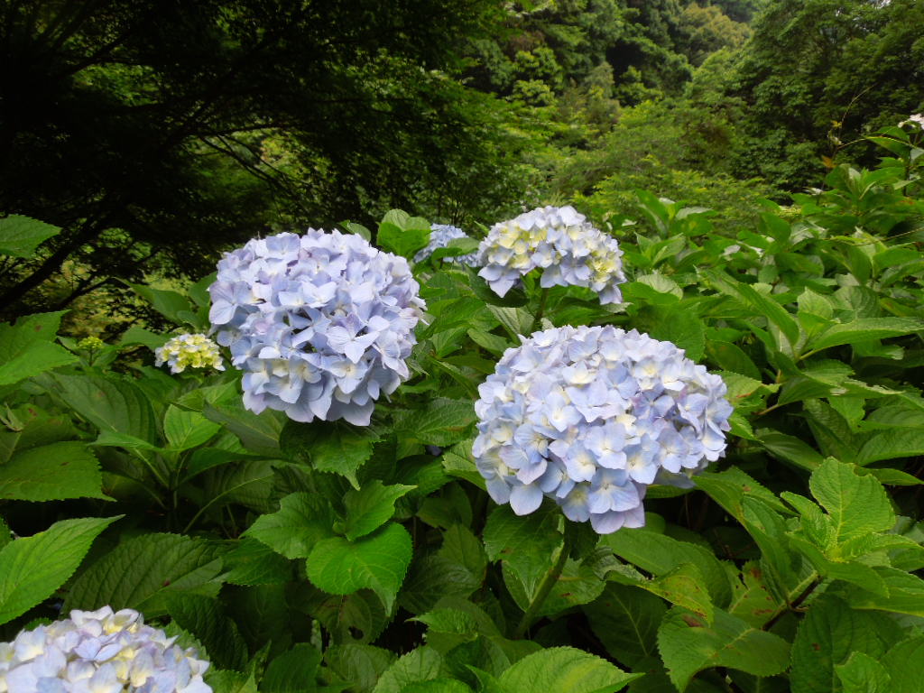 見帰り滝7046
