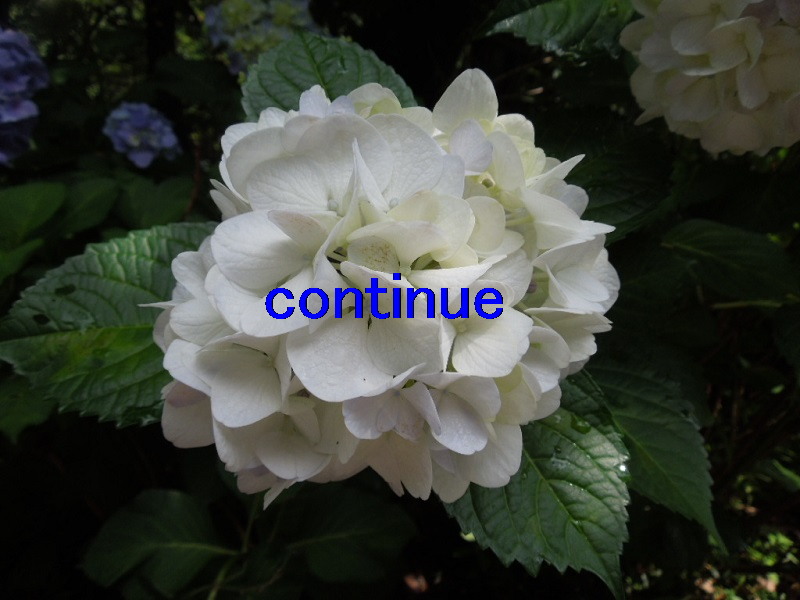 摜75